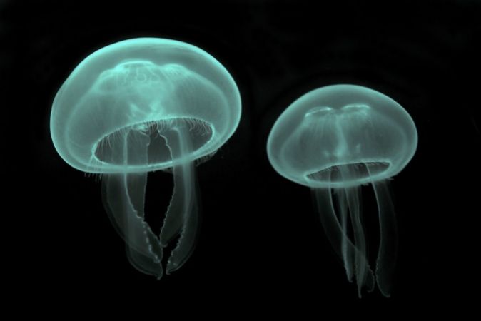 Two jellyfish in the dark